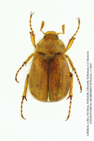 Firminius ciliatus vexillis, maschio